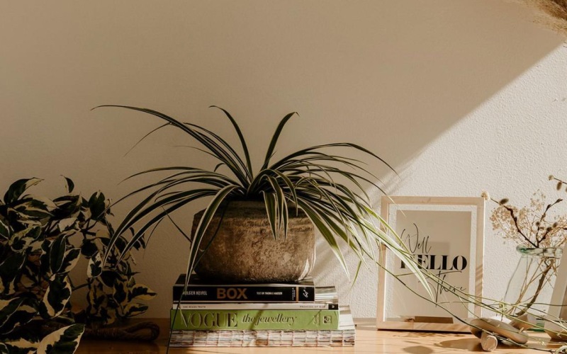 bureau top decorated with potted plants, books and framed pictures